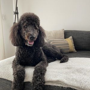 Meet your Posher, Liza